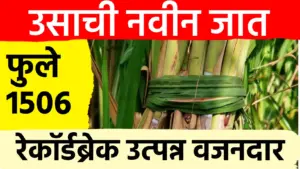 फुले ऊस १५००६ : सर्वाधिक ऊस आणि साखर उत्पादन देणाऱ्या नवीन वाणाचे सविस्तर वैशिष्ट्ये