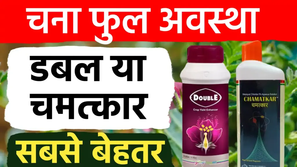 चने की फसल के लिए बेस्ट पीजीआर: चमत्कार या डबल? जानें फूल आने पर किसका स्प्रे देगा बंपर पैदावार