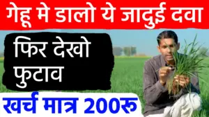 गेहूं की पैदावार बढ़ाने का मास्टर प्लान: दूसरी सिंचाई के समय अपनाएं यह फॉर्मूला, एक