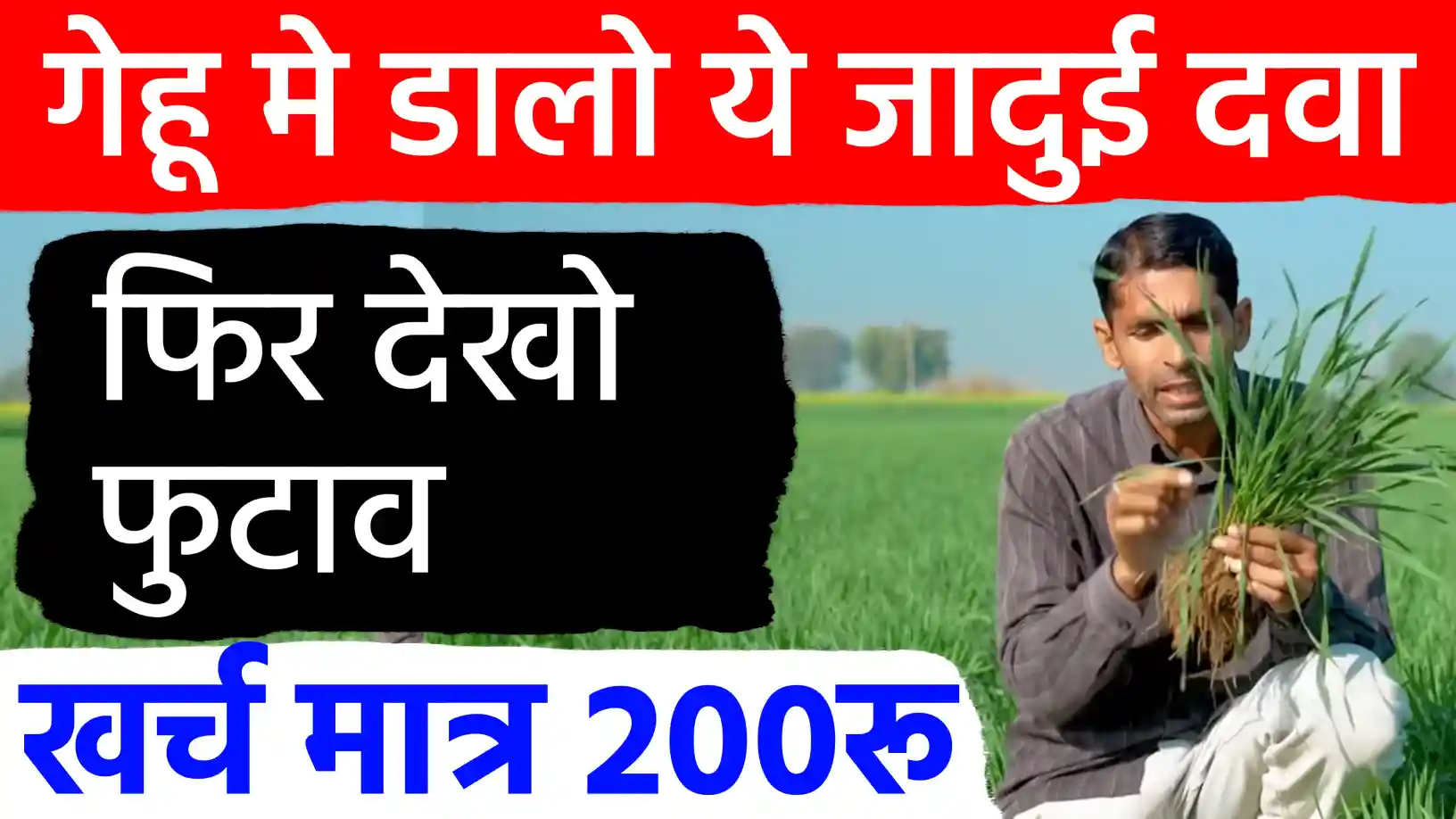 गेहूं की पैदावार बढ़ाने का मास्टर प्लान