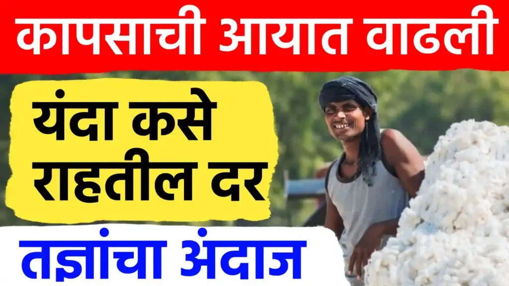 कापूस दरात मोठी घसरण की तेजी? आयात वाढल्याने बाजारातील चित्र बदलणार; शेतकऱ्यांची चिंता वाढली