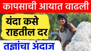 कापूस दरात मोठी घसरण की तेजी? आयात वाढल्याने बाजारातील चित्र बदलणार; शेतकऱ्यांची चिंता वाढली