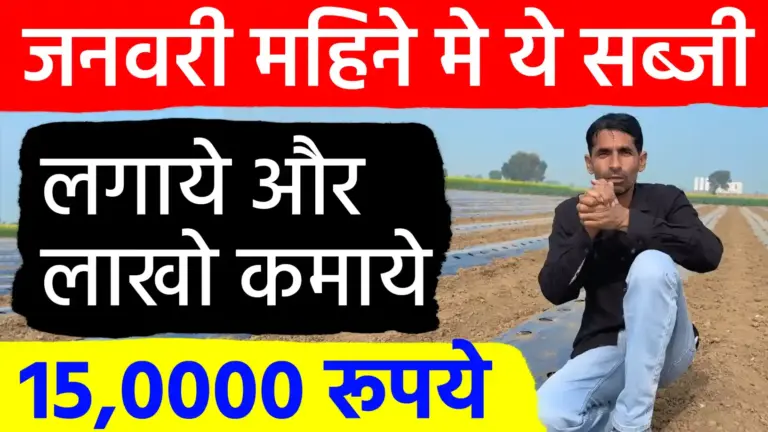 खेती का ‘जनवरी मास्टरप्लान’: नए साल में इन 10 सब्जियों से बदल जाएगी किस्मत; जानें बुवाई से लेकर बंपर मुनाफे तक का पूरा रोडमैप