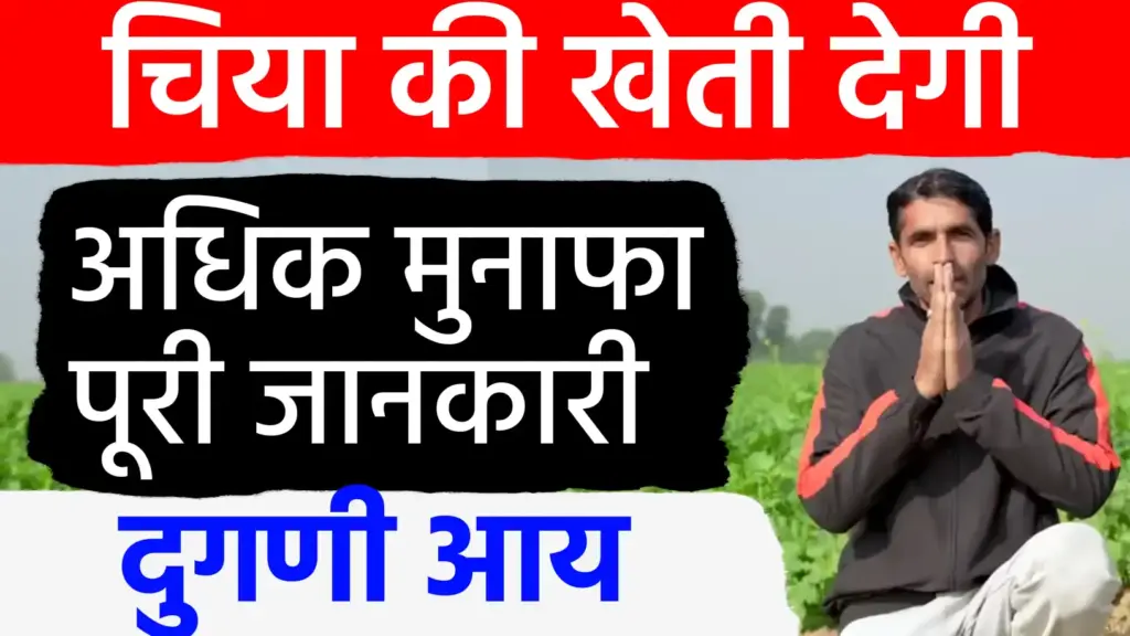 चिया सीड्स की खेती: कम पानी और न्यूनतम लागत में लाखों की कमाई, जानें बुवाई का आधुनिक तरीका
