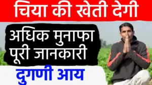 चिया सीड्स की खेती: कम पानी और न्यूनतम लागत में लाखों की कमाई, जानें बुवाई