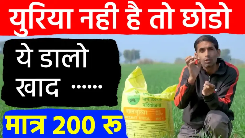 यूरिया संकट का समाधान: खाद की किल्लत के बीच किसान कैसे बचाएं अपनी फसल? जानें कम खर्च वाले प्रभावी विकल्प